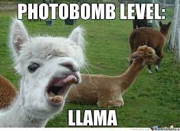Llama Meme Funny Animal Pictures Animal Memes Funny Llama