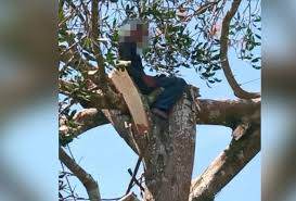 Maybe you would like to learn more about one of these? Lelaki Tersepit Di Dahan Pokok Machang Astro Awani