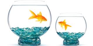 Aquarium mini ini bisa mengganti air kotor secara otomatis ketika anda. 10 Akuarium Dengan Model Unik Merdeka Com