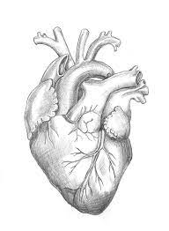 My original the love runs deep, anatomic heart for those who love the outdoors is a mixed media painting on vintage topography. Drawing Pencil Internal Structure Drawing Pencil Human Heart Novocom Top