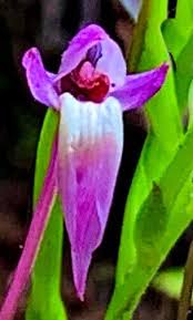 Image result for Cynorkis debilis