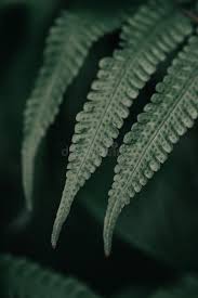 Image result for Christella dentata