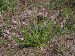 Image result for Polygala capillaris