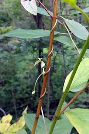 Image result for Amphicarpaea africana