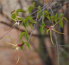 Image result for Strophanthus amboensis