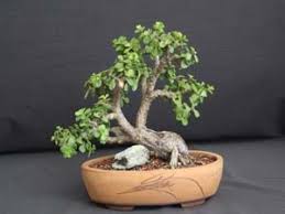 I purchased a bonsai planting kit off of amazon from a seller named garden republic, initially i was concerned about the quality but to my relief it seems to be adequate. Pin On Bonsai Succulent