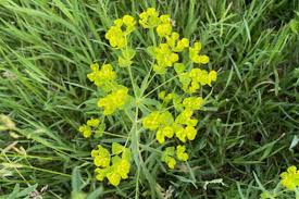 Image result for Euryops subcarnosus