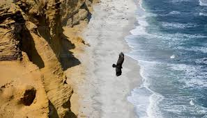 Darrell cruse is stuck in peru after the government locked down the country yesterday. Klippen Am Strand In Peru 2303626 Stock Photo Bei Vecteezy