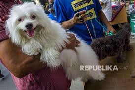 Check spelling or type a new query. Apakah Anjing Najis Ini Tiga Opsi Fatwa Ulama Fikih Republika Online