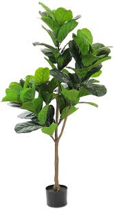 Water once a week or longer i.e. Buy Realead 4ft Artificial Plant Fiddle Leaf Fig Tree Fake Tree In Pot Natural Faux Tree With 66 Leaves Ficus Lyrata Greenery Plant Indoor Outdoor Decor For House Home Office Perfect Housewarming