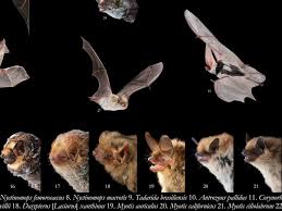 Image result for Perotis patens