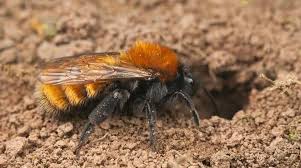 Bumblebees are important pollinators and can even help gardens and yards thrive. Miner Bees In Your Lawn What To Do About Ground Nesting Bees