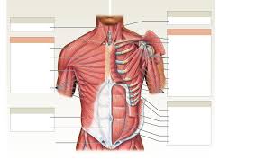 1000 x 1000 png 861 кб. Anatomy And Physiology Upper Body Diagram Quizlet