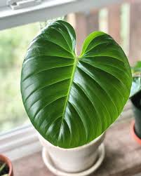 Philodendron Nangaritense Philodendron Plants House Plants