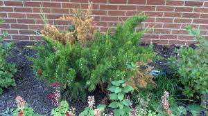 Mint julep® juniper these pictures of this page are about:juniperus mint julep. Mint Julep Juniper Turning Brown