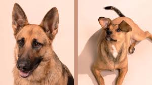 Dog Dna Test Reviews Wisdom Panel Dna My Dog And Embark Dog Dna Wired Bad company 2 with sniper, tank, medic and assault action. dog dna test reviews wisdom panel dna