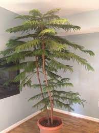 They do come from norfolk island, however, in the south seas, where they mature into straight, stately trees up to 200 feet (60 m.) tall. Norfolk Island Pine Norfolk Pine Plant Decor Indoor Indoor Trees