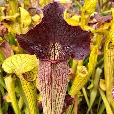 Image result for Brachyachne simonsii