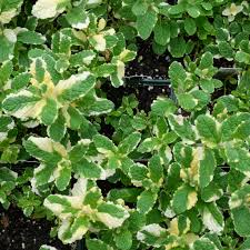 Image result for Mentha spicata