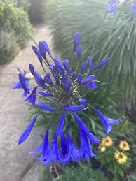 Image result for Amaryllidaceae