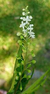 Image result for Rivina humilis
