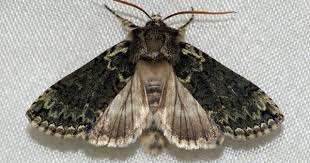 Frosted Green Polyploca Ridens Fabricius 1787 Wingspan 30 35 Mm Distributed In The Southern Half Of England And Wal Bugs And Insects Wales England Insects
