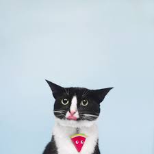 Takikomigohan Stupid Cat Cute Animals Cats