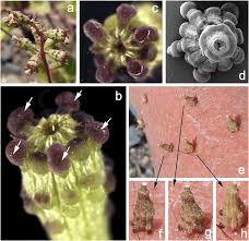 Image result for Commicarpus