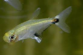 Image result for Hylebates cordatus