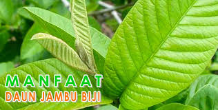 Itulah beberapa manaat khasiat daun jambu biji untuk kesehatan tubuh yang perlu diketahui untuk kesehatan tradisional alami yang sangat berguna buat kita semua agar selalu hidup sehat dengan. Manfaat Daun Jambu Biji Bagi Kesehatan Tubuh Manusia Kabar Daerah Jawa Barat