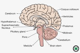 This brain part controls involuntary actions such as breathing, heartbeats, and digestion. Sagittal View Of The Human Brain Labeled Sagittal Brain Transparent Png 2000x1294 Free Download On Nicepng