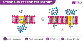 Difference Between Active Transport And Passive Transport
