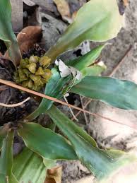 Image result for Chlorophytum stenopetalum