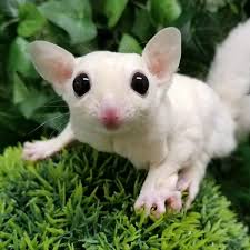 Leucistic Leucistic Sugar Gliders Have All White Fur With Black Eyes They Also Have White Or Very Clear Ears Sugar Glider Sugar Glider Baby Cute Animals
