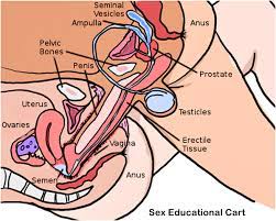 Cara ini penting dalam mendapatkan titik rangsangan awal supaya kesemua reseptor saraf deria yang terdapat di dinding faraj dapat dirangsang terlebih dahulu secara maksimum agar dapat memberikan kenikmatan yang lebih kepada isteri. Kamimediatv Teknik Betul Faraj Isteri Dimasukkan Zakar Kedalam Agar Isteri Anda Lebih Nikmat Hanya Untuk Kaum Suami Isteri Sahaja