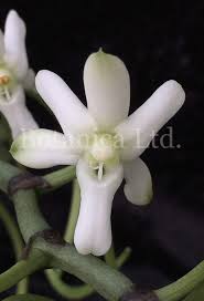 Image result for Aerangis collum-cygni