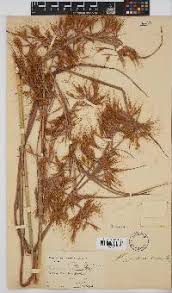 Image result for Hyparrhenia poecilotricha