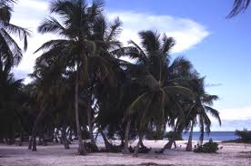 Swimming pool, internet, air conditioning, tv, satellite or cable, washer & dryer, heater ✓ bedrooms: Florida Memory Scenic View Of Beach At The Moorings Village Resort At Islamorada