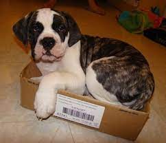 Though they need to be trained as puppies to learn how to socialize well with other dogs and animals, once you're past the training stage, they will prove to be a great friend to their owners. American Bulldog Dog Breed Pictures 1