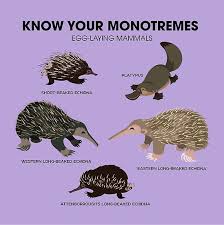 Know Your Monotremes Poster By Pepomintnarwhal In 2021 Mammals Egg Laying Mammals Animals Information
