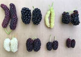Maybe you would like to learn more about one of these? Starting From Top Left Pakistan 4 Seasons Mulberry Saharanpur Local Also Known As Pakistan White And Austra Mulberry Recipes Native Foods Australian Greens