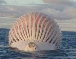 Pin On In The Ocean