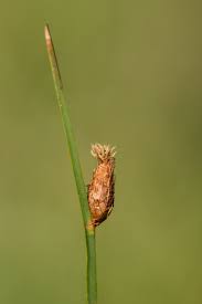 Image result for Schoenoplectus sp.no.3