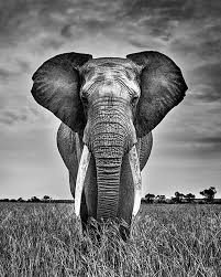 Beautiful Black And White Elephant Pictures Pin By Jose Alvarez On African Elephant Elephants Photos African Elephant Elephant
