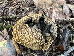 Image result for Scleroderma aurantium