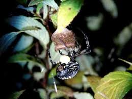 The young nymph spiders will when they are ready leave the egg sack and venture out into the great if you decide to work out in the garden make sure to wear gloves as to avoid an unwanted bite. Argiope Aurantia Making Egg Sac 4 Laying Eggs Youtube