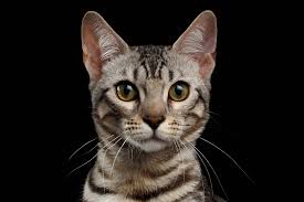 Vomiting and diarrhea can be caused by a variety of problems including eating too much, eating something that is not digestible, changes in the cat's food, eating spoiled food or garbage, and more. Coronavirus In Cats Elwood Vet