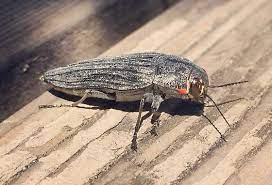 We did not find results for: What Is This Silver Flying Insect Buprestis Lyrata Bugguide Net