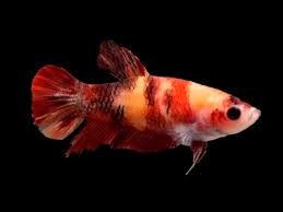 Our bettas are hand selected from the best farms in thailand. Koi Nemo Halfmoon Plakat Betta Female Betta Solutions
