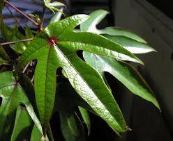 Image result for Hernandiaceae